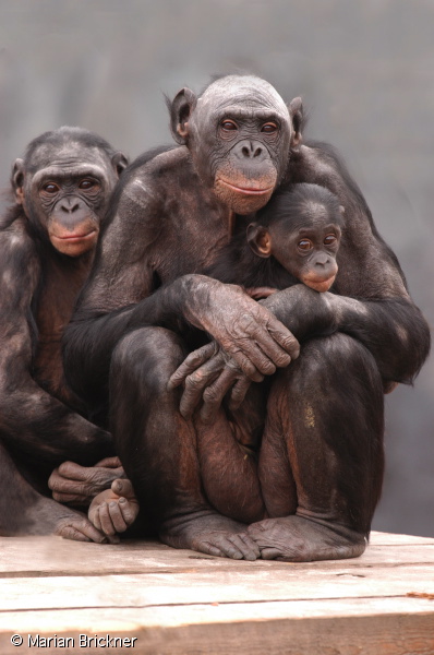 bon jax family portrai#5af.jpg