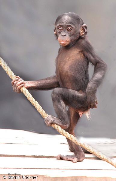 lucy standing foor on rope.jpg