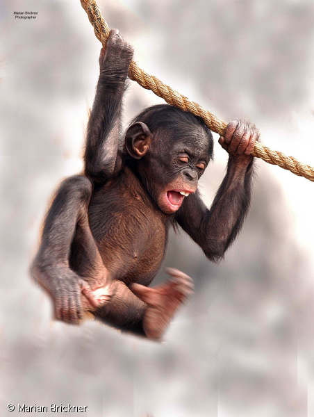 lucy swinging of book #5b0.jpg