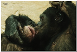 bob mem kissing.jpg