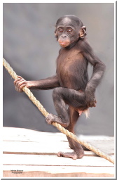 Lucy standing foor on rope.jpg