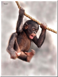 Lucy swinging of book no words.jpg